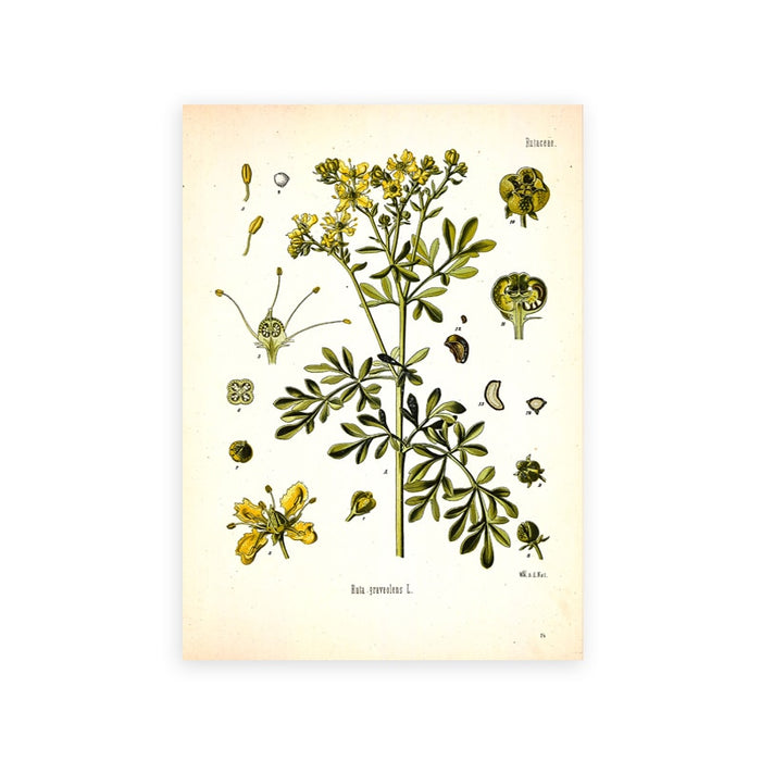 "Dahlia" Vintage Botanical Prints Canvas Collection  BO-HA 21 cm x 30 cm / 8.2″ x 11.8″ Dahlia 7 