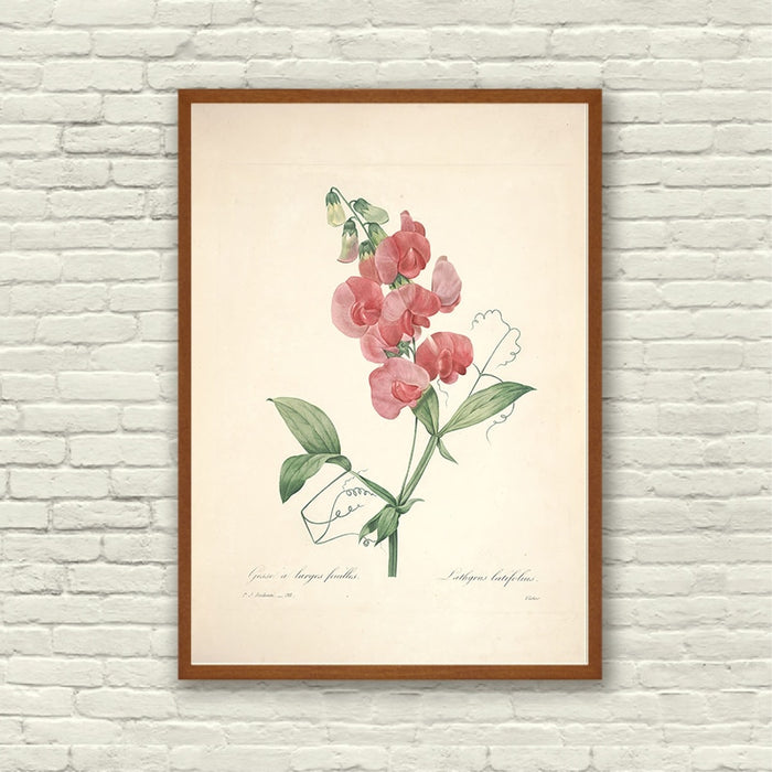 "Vuokko" Vintage Botanical Prints Canvas Collection  BO-HA   