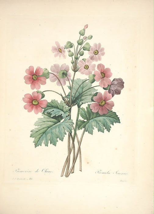 "Vuokko" Vintage Botanical Prints Canvas Collection  BO-HA 70 cm X 100 cm / 27.5″ x 39.3″ Vuokko 2 