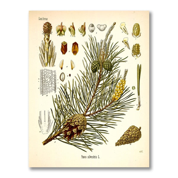 "Dahlia" Vintage Botanical Prints Canvas Collection  BO-HA 21 cm x 30 cm / 8.2″ x 11.8″ Dahlia 13 