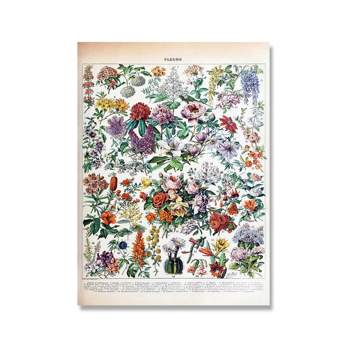 "Lemmikki" Vintage Botanical Prints Canvas Collection  BO-HA 21 cm x 30 cm / 8.2″ x 11.8″ Fleurs 3 