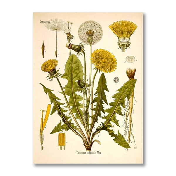 "Dahlia" Vintage Botanical Prints Canvas Collection  BO-HA 21 cm x 30 cm / 8.2″ x 11.8″ Dahlia 10 