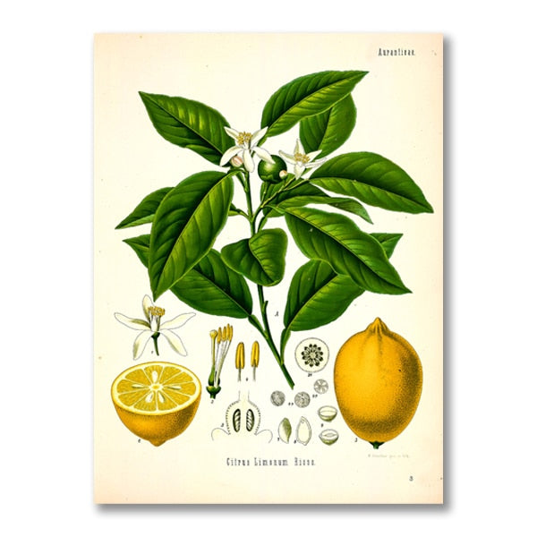 "Dahlia" Vintage Botanical Prints Canvas Collection  BO-HA 21 cm x 30 cm / 8.2″ x 11.8″ Dahlia 2 
