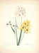 "Vuokko" Vintage Botanical Prints Canvas Collection  BO-HA 30 cm X 40 cm / 11.8″ x 15.7″ Vuokko 1 