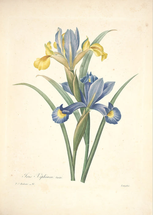 "Vuokko" Vintage Botanical Prints Canvas Collection  BO-HA 70 cm X 100 cm / 27.5″ x 39.3″ Vuokko 10 