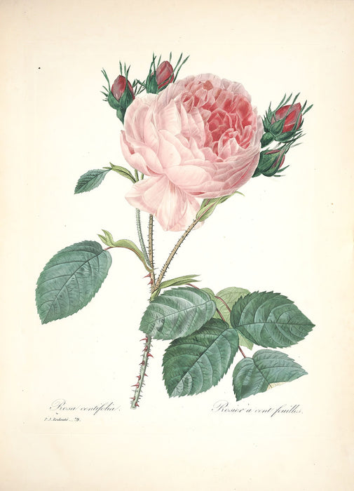 "Vuokko" Vintage Botanical Prints Canvas Collection  BO-HA 30 cm X 40 cm / 11.8″ x 15.7″ Vuokko 11 