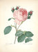"Vuokko" Vintage Botanical Prints Canvas Collection  BO-HA 30 cm X 40 cm / 11.8″ x 15.7″ Vuokko 11 