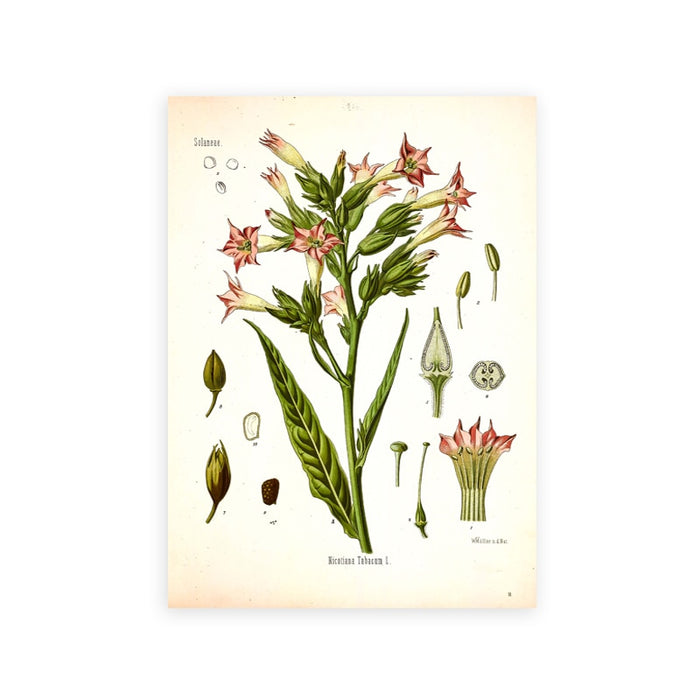 "Dahlia" Vintage Botanical Prints Canvas Collection  BO-HA 21 cm x 30 cm / 8.2″ x 11.8″ Dahlia 6 