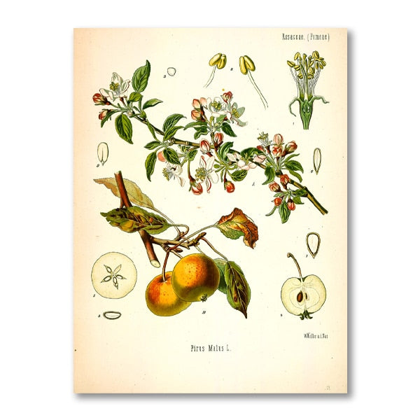 "Dahlia" Vintage Botanical Prints Canvas Collection  BO-HA 21 cm x 30 cm / 8.2″ x 11.8″ Dahlia 18 