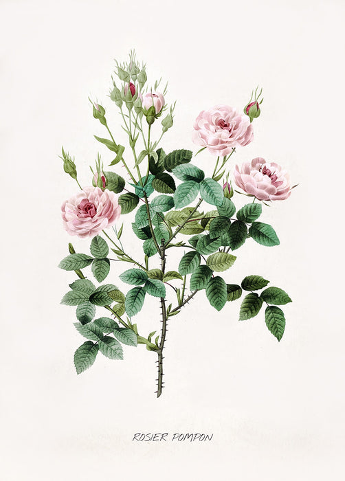 "Vuokko" Vintage Botanical Prints Canvas Collection  BO-HA 30 cm X 40 cm / 11.8″ x 15.7″ Vuokko 15 
