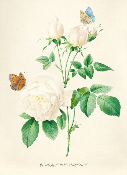 "Vuokko" Vintage Botanical Prints Canvas Collection  BO-HA 70 cm X 100 cm / 27.5″ x 39.3″ Vuokko 16 