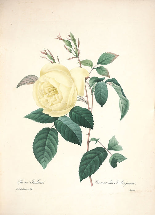 "Vuokko" Vintage Botanical Prints Canvas Collection  BO-HA 30 cm X 40 cm / 11.8″ x 15.7″ Vuokko 3 