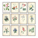 "Vuokko" Vintage Botanical Prints Canvas Collection  BO-HA   