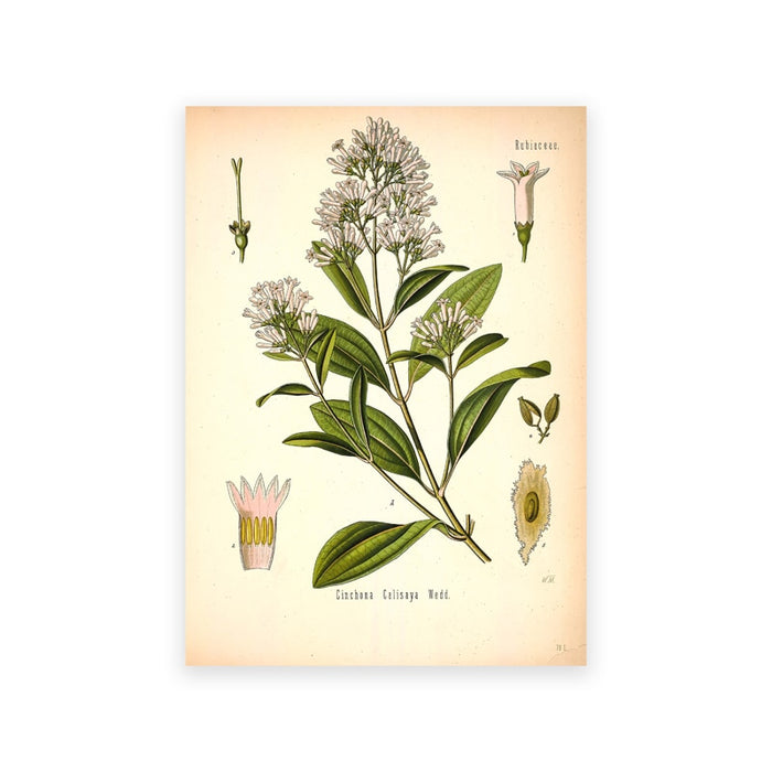"Dahlia" Vintage Botanical Prints Canvas Collection  BO-HA 21 cm x 30 cm / 8.2″ x 11.8″ Dahlia 12 