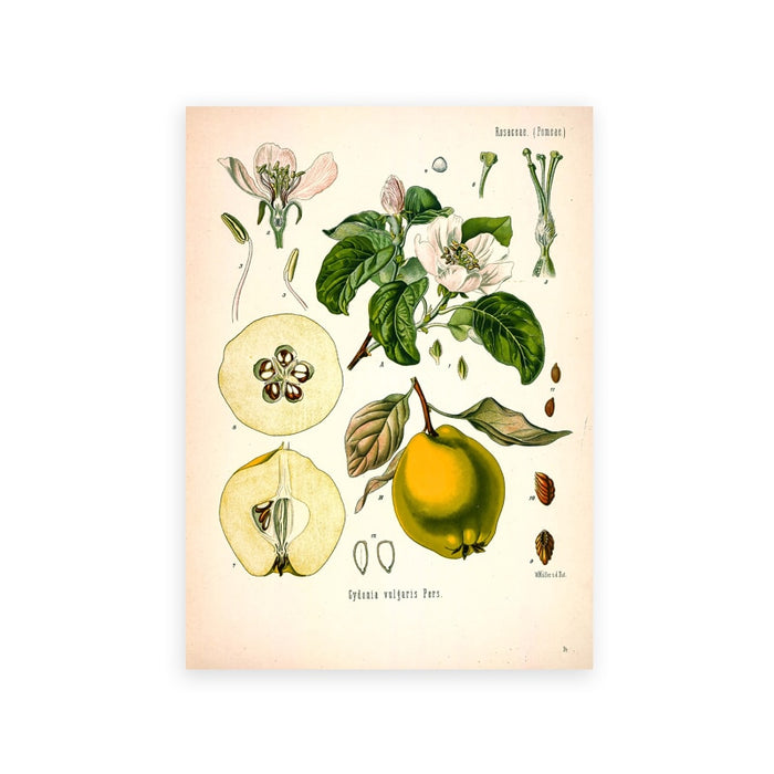"Dahlia" Vintage Botanical Prints Canvas Collection  BO-HA 21 cm x 30 cm / 8.2″ x 11.8″ Dahlia 11 