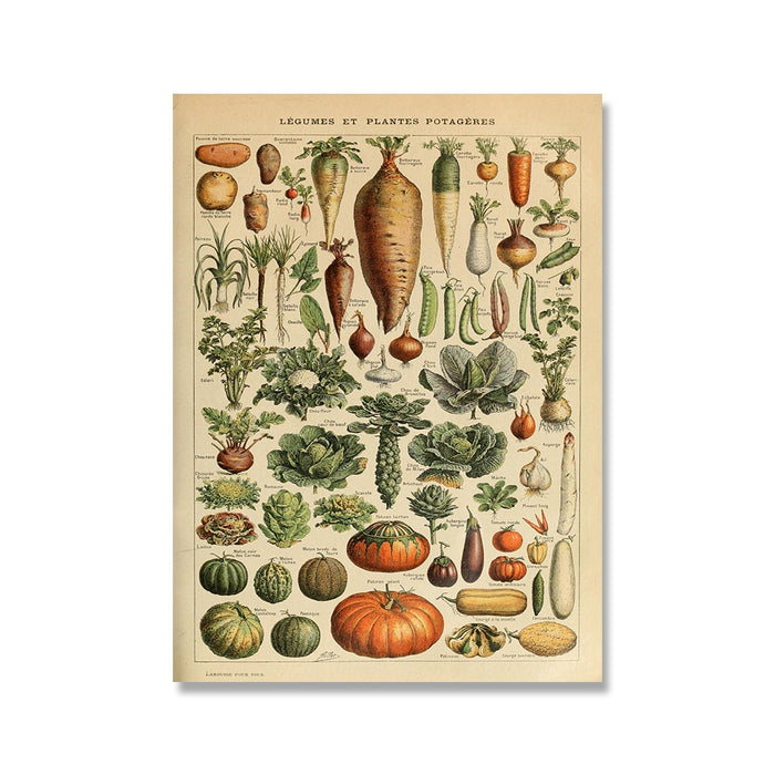 "Lemmikki" Vintage Botanical Prints Canvas Collection  BO-HA 21 cm x 30 cm / 8.2″ x 11.8″ Legumes et Plantes Potageres 