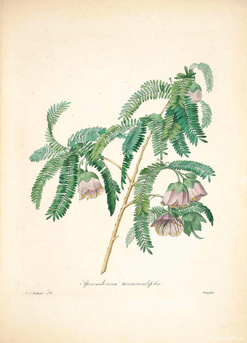 "Vuokko" Vintage Botanical Prints Canvas Collection  BO-HA 70 cm X 100 cm / 27.5″ x 39.3″ Vuokko 7 