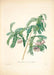 "Vuokko" Vintage Botanical Prints Canvas Collection  BO-HA 70 cm X 100 cm / 27.5″ x 39.3″ Vuokko 7 