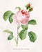"Vuokko" Vintage Botanical Prints Canvas Collection  BO-HA 30 cm X 40 cm / 11.8″ x 15.7″ Vuokko 14 