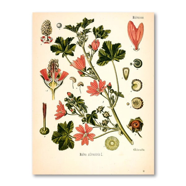 "Dahlia" Vintage Botanical Prints Canvas Collection  BO-HA 21 cm x 30 cm / 8.2″ x 11.8″ Dahlia 20 
