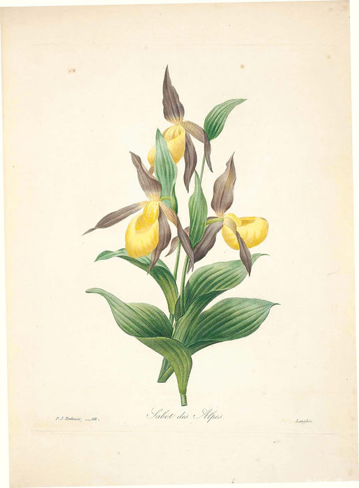"Vuokko" Vintage Botanical Prints Canvas Collection  BO-HA 30 cm X 40 cm / 11.8″ x 15.7″ Vuokko 12 