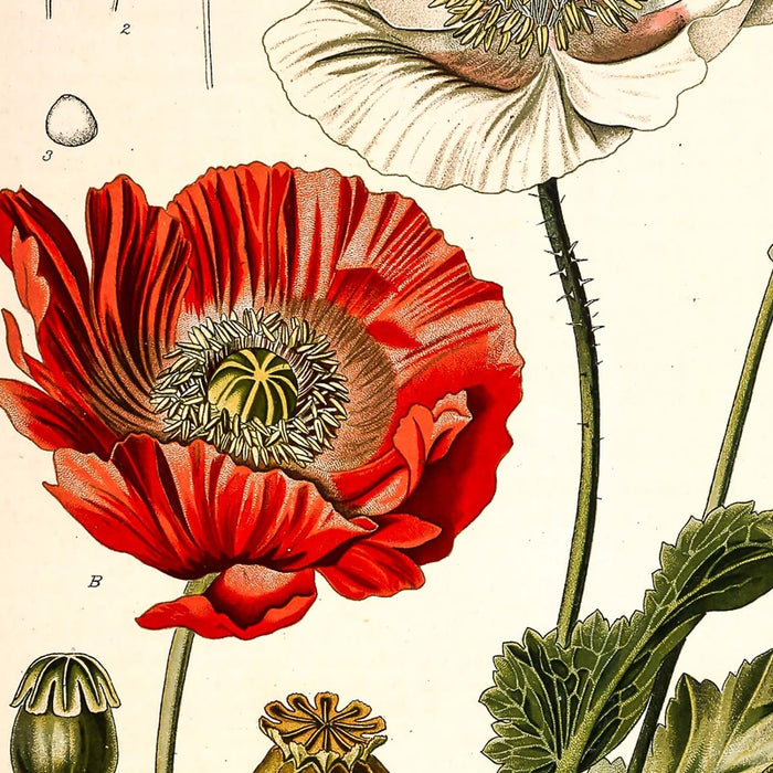 "Dahlia" Vintage Botanical Prints Canvas Collection  BO-HA   