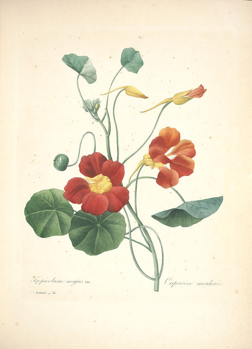 "Vuokko" Vintage Botanical Prints Canvas Collection  BO-HA 70 cm X 100 cm / 27.5″ x 39.3″ Vuokko 8 