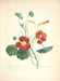 "Vuokko" Vintage Botanical Prints Canvas Collection  BO-HA 70 cm X 100 cm / 27.5″ x 39.3″ Vuokko 8 