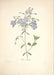 "Vuokko" Vintage Botanical Prints Canvas Collection  BO-HA 70 cm X 100 cm / 27.5″ x 39.3″ Vuokko 4 