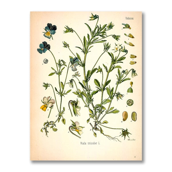 "Dahlia" Vintage Botanical Prints Canvas Collection  BO-HA 21 cm x 30 cm / 8.2″ x 11.8″ Dahlia 17 
