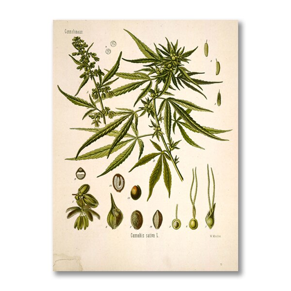 "Dahlia" Vintage Botanical Prints Canvas Collection  BO-HA 21 cm x 30 cm / 8.2″ x 11.8″ Dahlia 14 