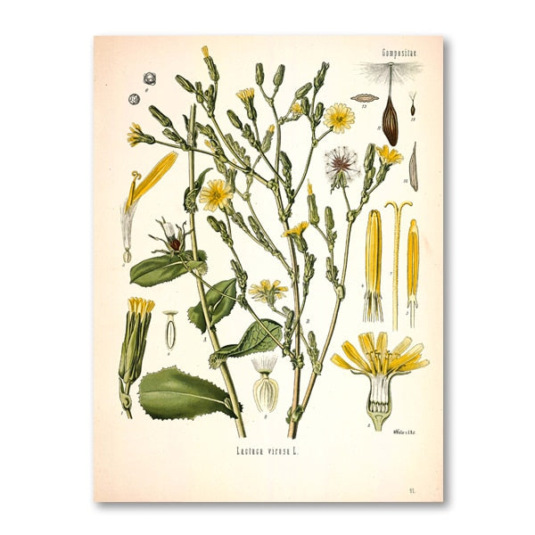 "Dahlia" Vintage Botanical Prints Canvas Collection  BO-HA 21 cm x 30 cm / 8.2″ x 11.8″ Dahlia 19 