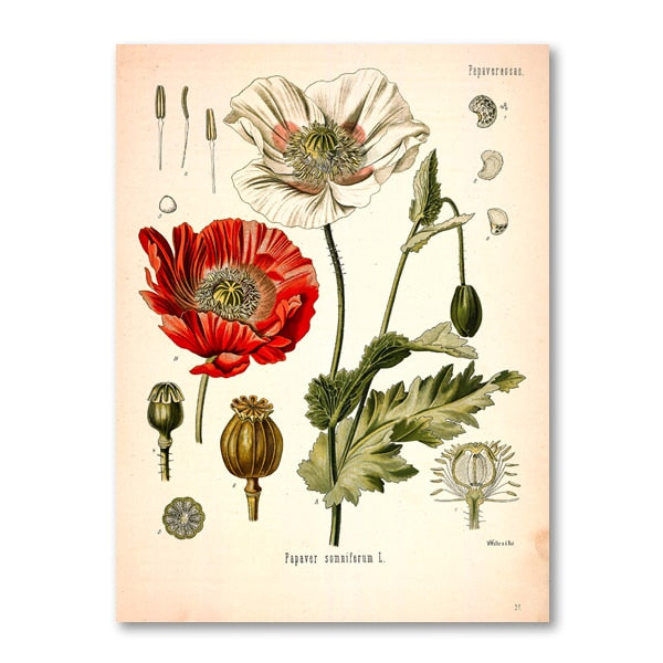 "Dahlia" Vintage Botanical Prints Canvas Collection  BO-HA 21 cm x 30 cm / 8.2″ x 11.8″ Dahlia 8 