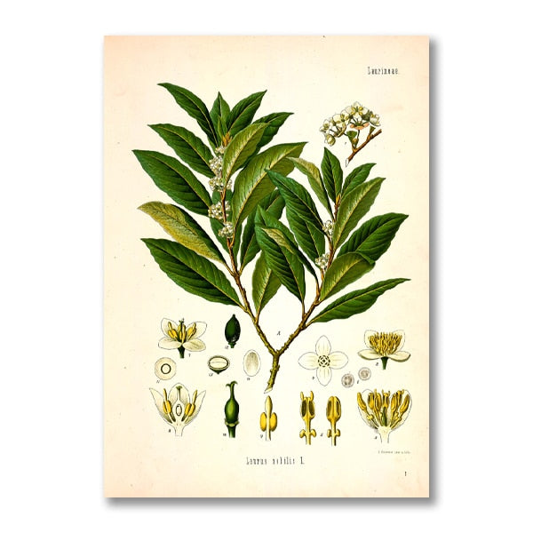 "Dahlia" Vintage Botanical Prints Canvas Collection  BO-HA 21 cm x 30 cm / 8.2″ x 11.8″ Dahlia 1 