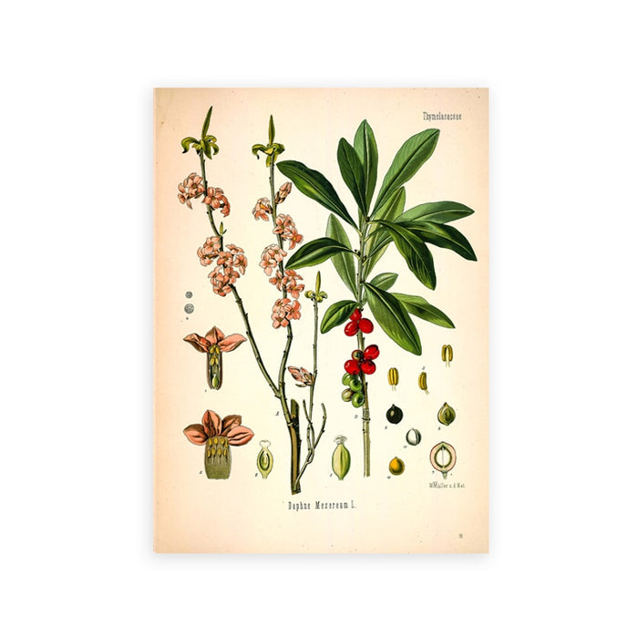 "Dahlia" Vintage Botanical Prints Canvas Collection  BO-HA 21 cm x 30 cm / 8.2″ x 11.8″ Dahlia 9 