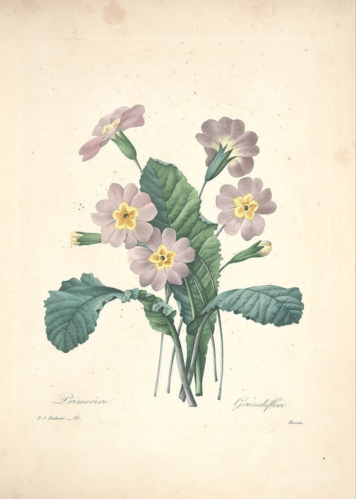 "Vuokko" Vintage Botanical Prints Canvas Collection  BO-HA 30 cm X 40 cm / 11.8″ x 15.7″ Vuokko 6 