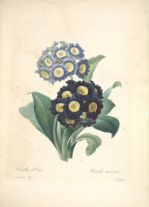 "Vuokko" Vintage Botanical Prints Canvas Collection  BO-HA 30 cm X 40 cm / 11.8″ x 15.7″ Vuokko 13 