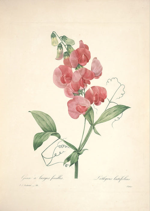 "Vuokko" Vintage Botanical Prints Canvas Collection  BO-HA 30 cm X 40 cm / 11.8″ x 15.7″ Vuokko 9 
