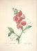 "Vuokko" Vintage Botanical Prints Canvas Collection  BO-HA 30 cm X 40 cm / 11.8″ x 15.7″ Vuokko 9 