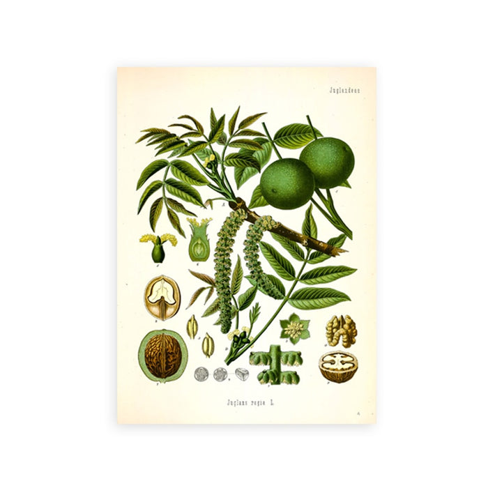 "Dahlia" Vintage Botanical Prints Canvas Collection  BO-HA 21 cm x 30 cm / 8.2″ x 11.8″ Dahlia 4 