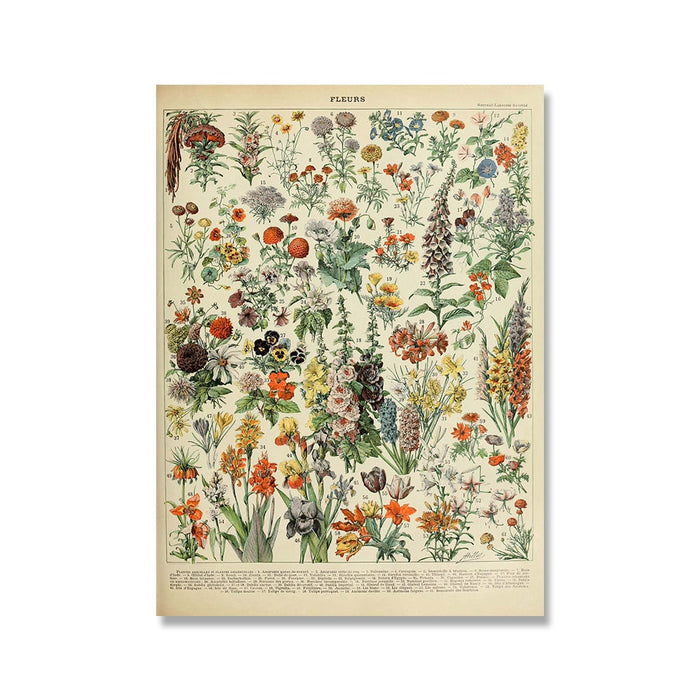 "Lemmikki" Vintage Botanical Prints Canvas Collection  BO-HA 21 cm x 30 cm / 8.2″ x 11.8″ Fleurs 1 