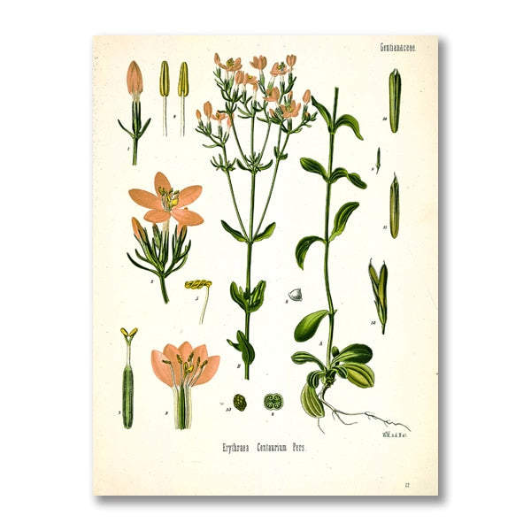 "Dahlia" Vintage Botanical Prints Canvas Collection  BO-HA 21 cm x 30 cm / 8.2″ x 11.8″ Dahlia 16 