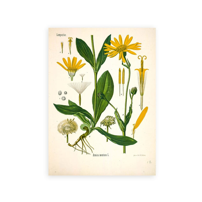 "Dahlia" Vintage Botanical Prints Canvas Collection  BO-HA 21 cm x 30 cm / 8.2″ x 11.8″ Dahlia 5 