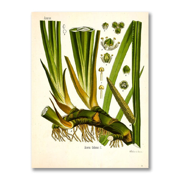 "Dahlia" Vintage Botanical Prints Canvas Collection  BO-HA 21 cm x 30 cm / 8.2″ x 11.8″ Dahlia 15 