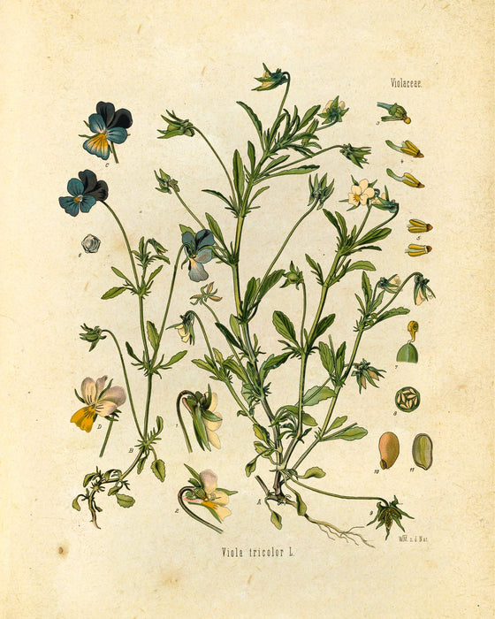 "Orvokki" Vintage Botanical Prints Canvas Collection  BO-HA 20 cm x 30 cm Violaceae 