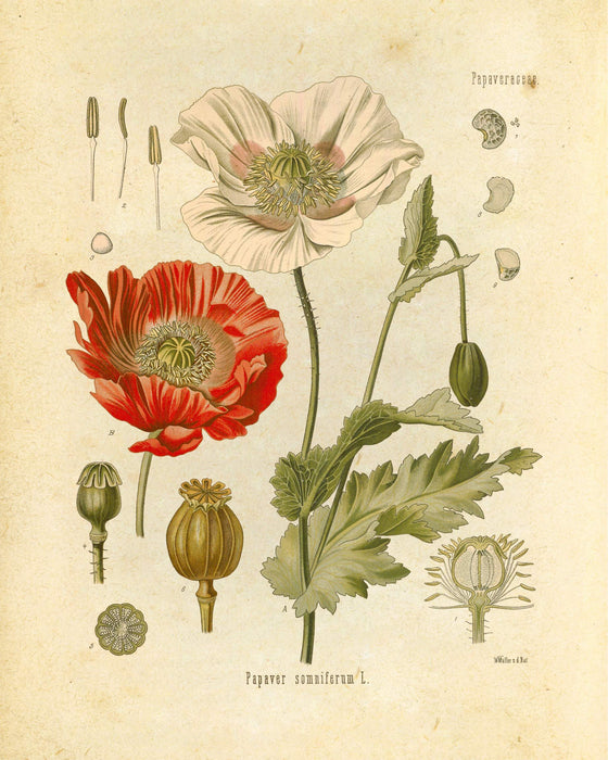"Orvokki" Vintage Botanical Prints Canvas Collection  BO-HA 20 cm x 30 cm Papaveraceae 