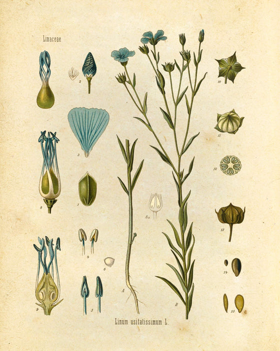 "Orvokki" Vintage Botanical Prints Canvas Collection  BO-HA 20 cm x 30 cm Linaceae 