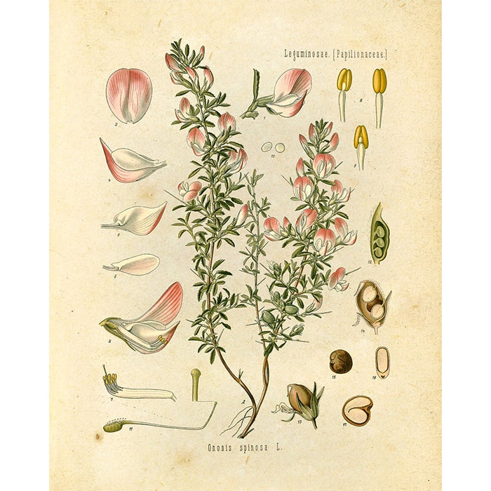 "Orvokki" Vintage Botanical Prints Canvas Collection  BO-HA   
