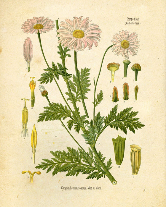"Orvokki" Vintage Botanical Prints Canvas Collection  BO-HA 20 cm x 30 cm Compositae 