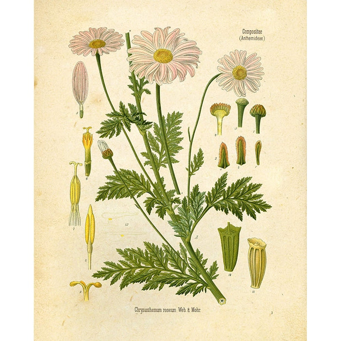 "Orvokki" Vintage Botanical Prints Canvas Collection  BO-HA   